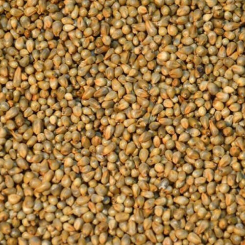 Millet